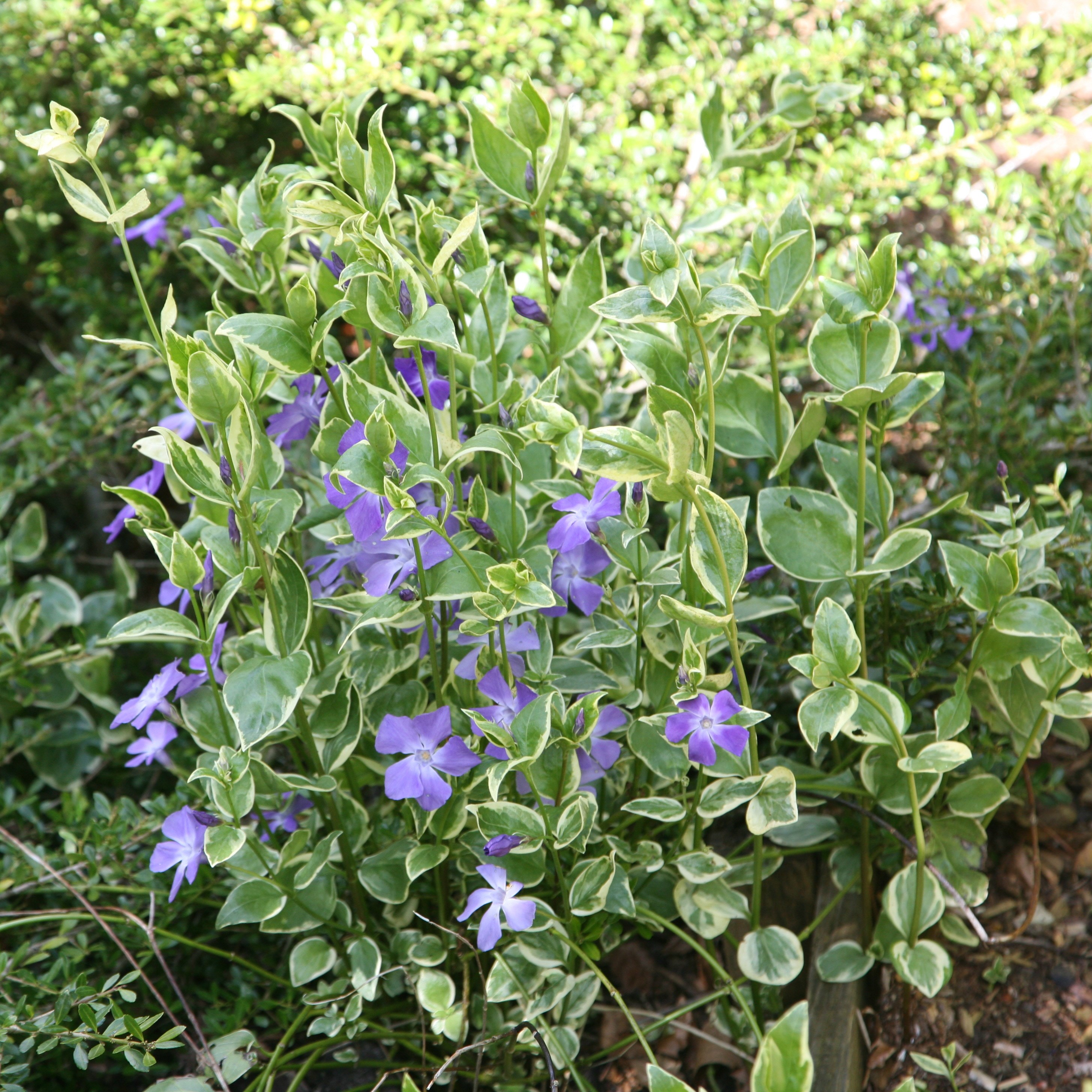 greater periwinkle