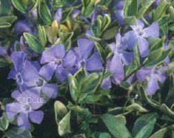 lesser periwinkle