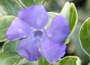 Lesser Periwinkle
