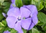 Lesser Periwinkle