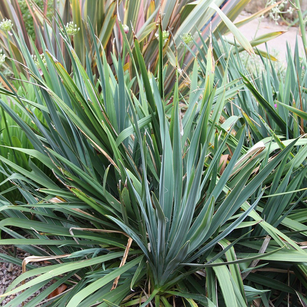 yucca adams needle