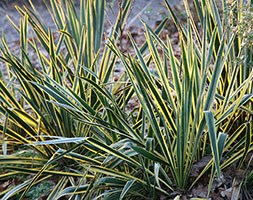 Yucca filamentosa 'Bright Edge' (Adam's needle)