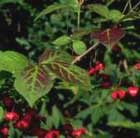 euonymus