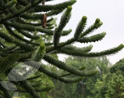 Araucaria araucana (monkey puzzle)