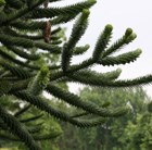 Monkey Puzzle