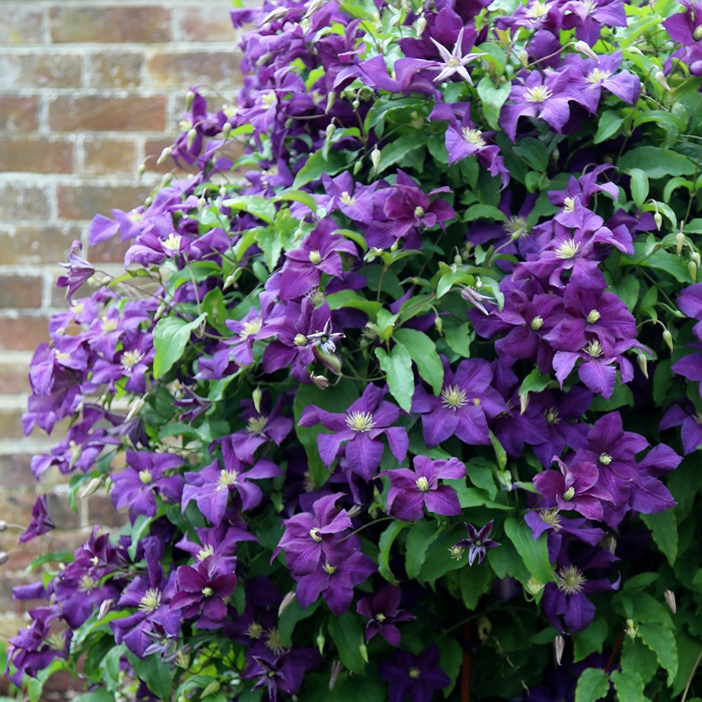 clematis (group 3)