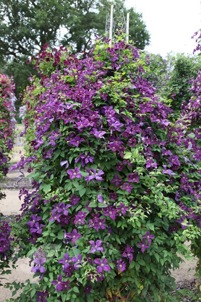 clematis (group 3)