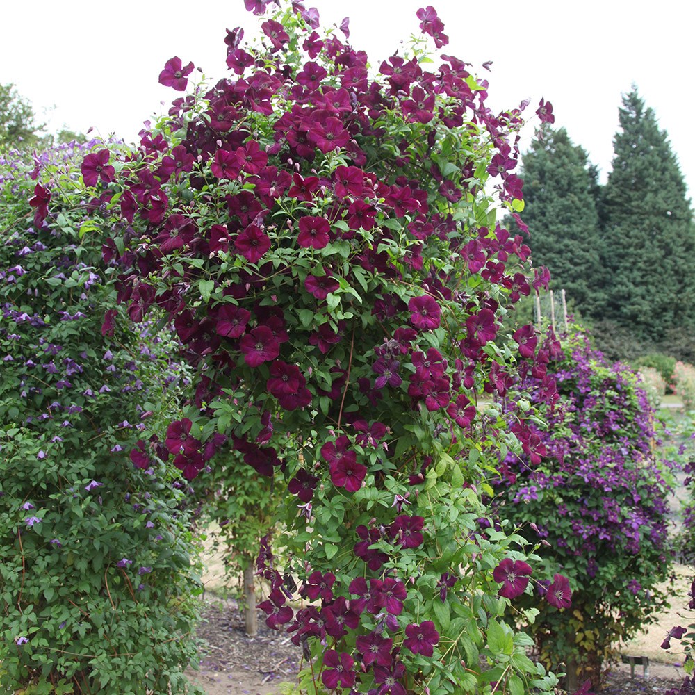 clematis (group 3) clematis (group 3)