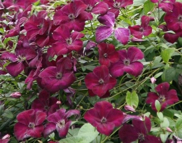 clematis (group 3) clematis (group 3)