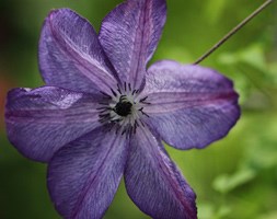 Clematis 'Venosa Violacea' (clematis (group 3))