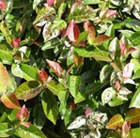 Variegated Star Jasmine