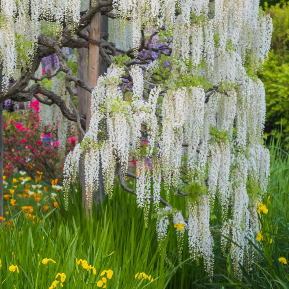 Chinese wisteria