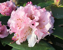 Rhododendron 'Christmas Cheer' (rhododendron)