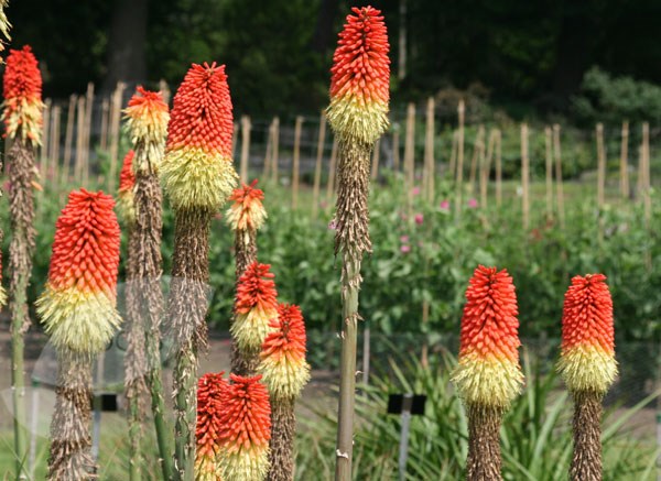 red hot poker