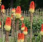 red hot poker