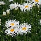 shasta daisy