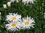 Shasta Daisy