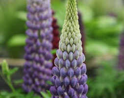 Lupinus 'Gallery Blue' (lupin)