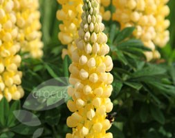 Lupinus 'Chandelier' (Band of Nobles Series) (lupin)