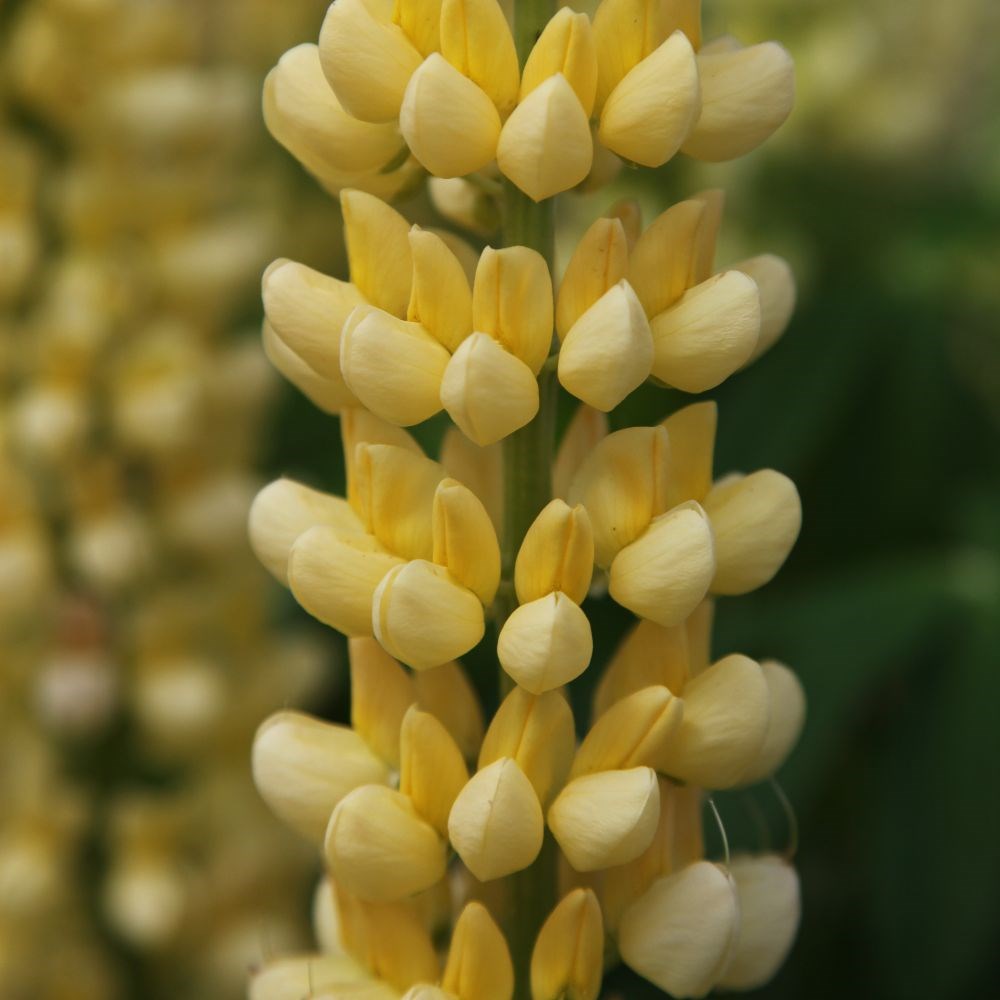 lupin