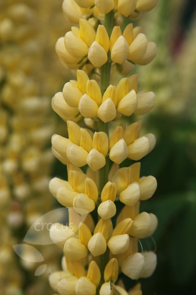 lupin