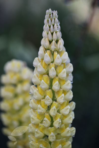 lupin