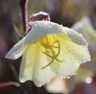Chilean evening primrose