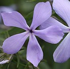 Phlox divaricata Clouds of Perfume