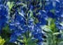 Speedwell