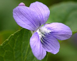 sweet violet