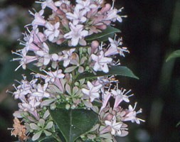 Abelia chinensis (Chinese abelia)