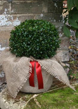 Buxus sempervirens (common box - ball)