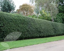 English holly