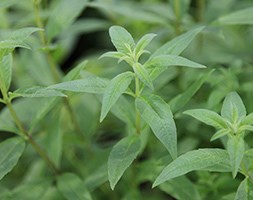 Lemon verbena (syn. Lippia citriodora)
