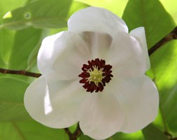 Magnolia wilsonii (magnolia)