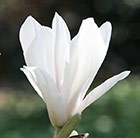 magnolia