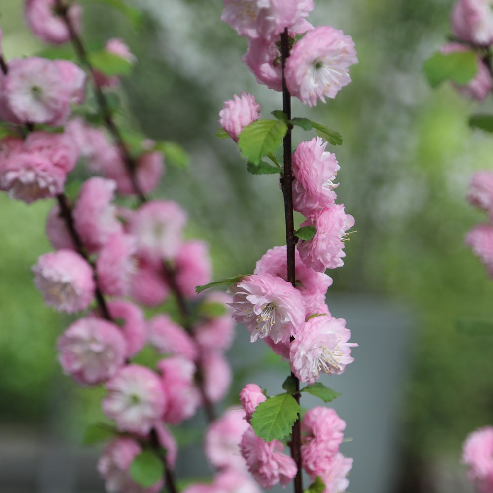 Prunus triloba (flowering almond)