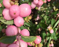 Symphoricarpos x doorenbosii 'Mother of Pearl' (Snowberry)