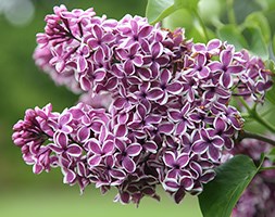 Syringa vulgaris 'Sensation' (common Lilac)