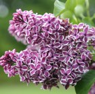 common Lilac