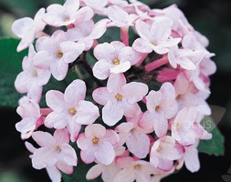 Viburnum x burkwoodii 'Park Farm Hybrid' (burkwood viburnum)