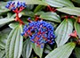 Viburnum
