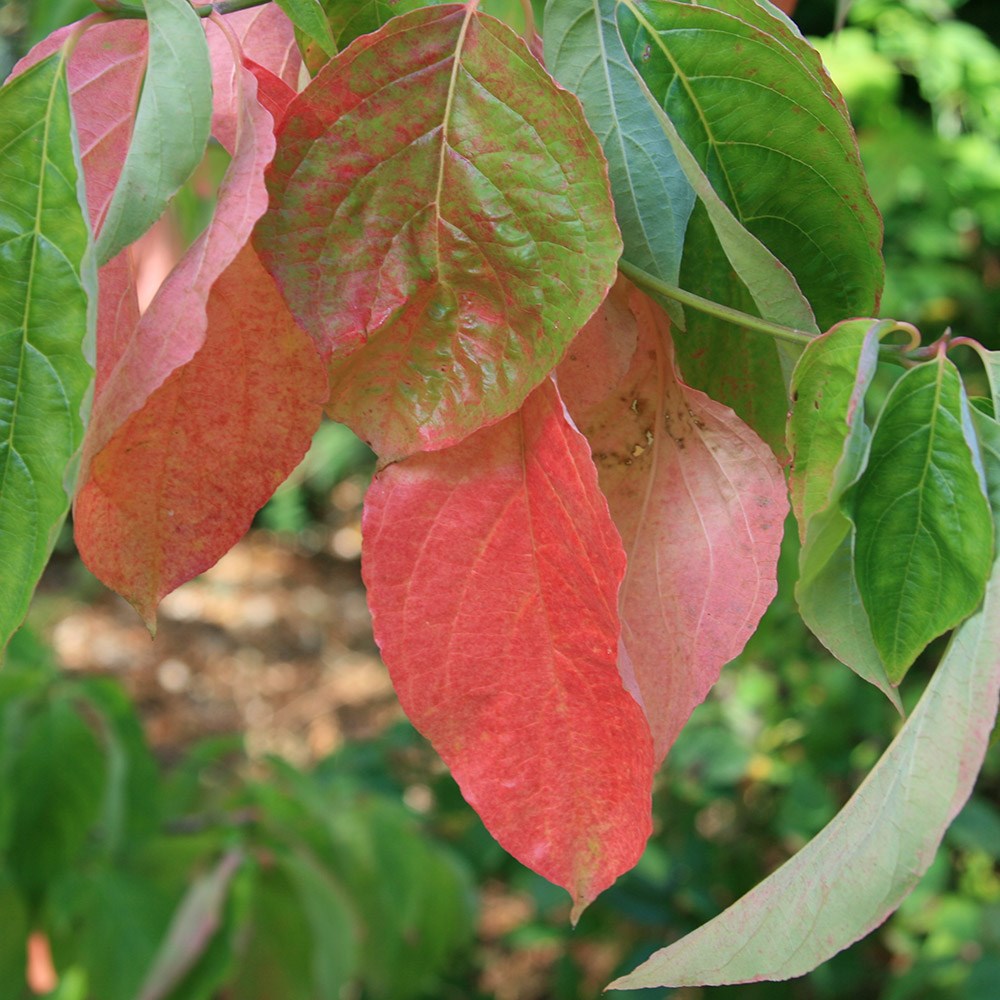 dogwood