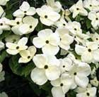 dogwood