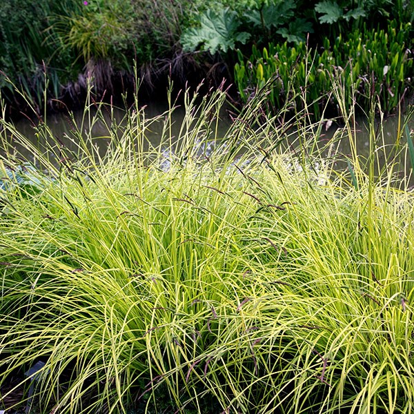 Bowles' golden sedge Bowles' golden sedge