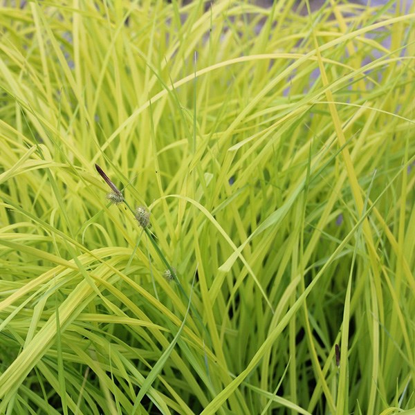 Bowles' golden sedge Bowles' golden sedge