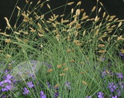 Sesleria nitida (nest moor grass)