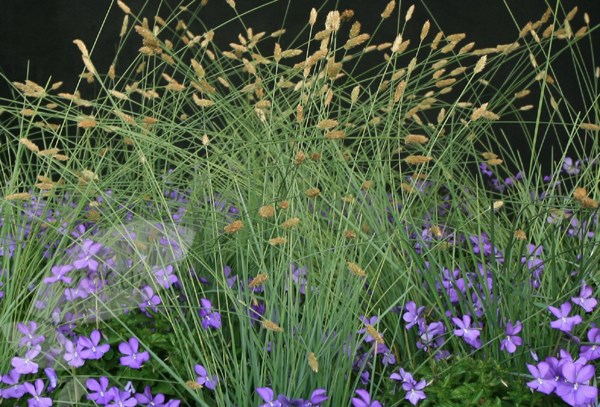 nest moor grass nest moor grass