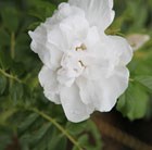 rose Blanche Double de Coubert (rugosa)