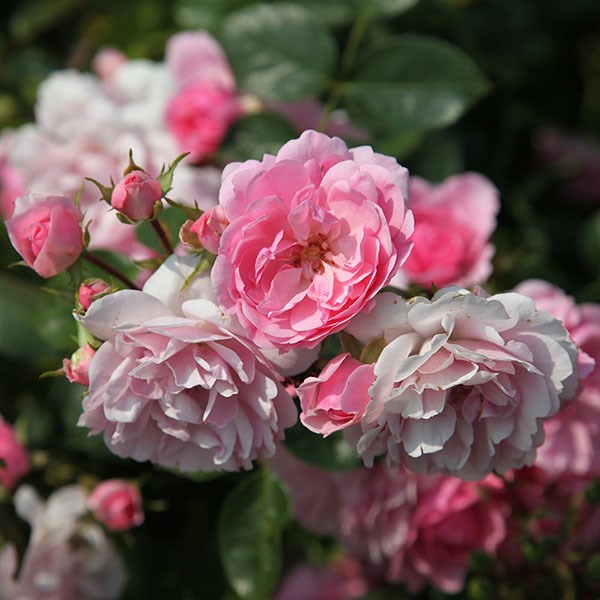 rose Bonica (shrub) rose Bonica (shrub)
